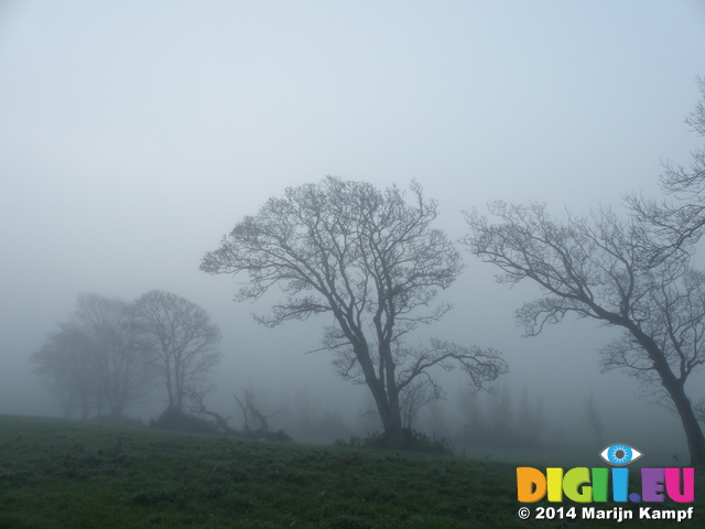 FZ010473 Tree in the mist